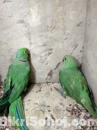 Indian ringneck parrot